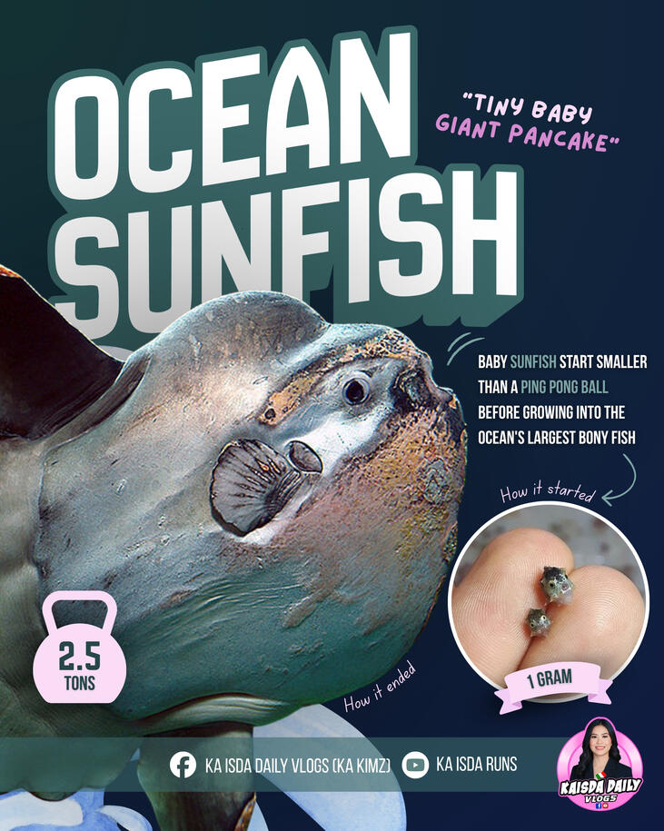Sunfish