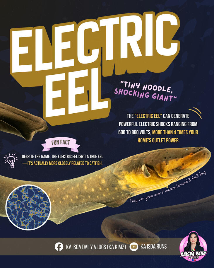 Eel Eel